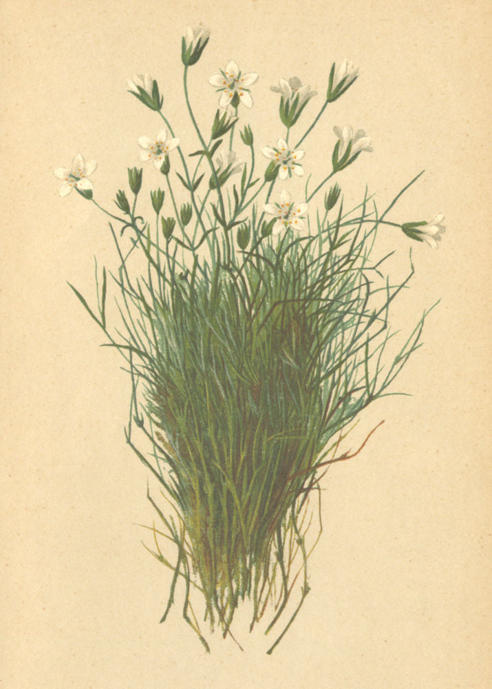 ALPENFLORA ALPINE FLOWERS. Alsine austriaca (Jacq. ) -Österreichische Miere 1897